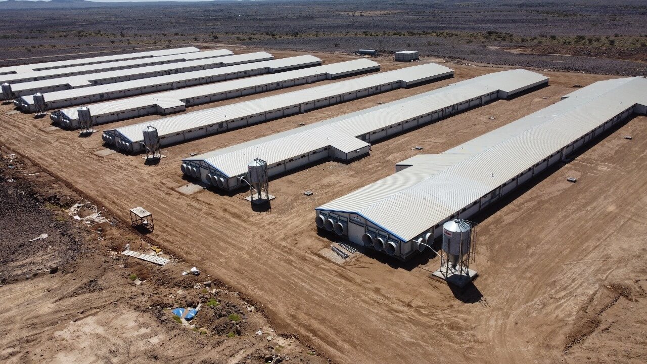 بناء حضائر الدواجن المتطورة والمكيفة